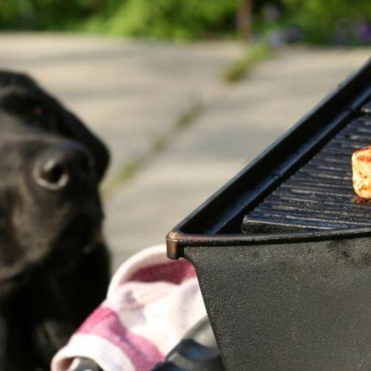 BBQers Beware Common Summertime Dog Choking Hazards and Bowel
